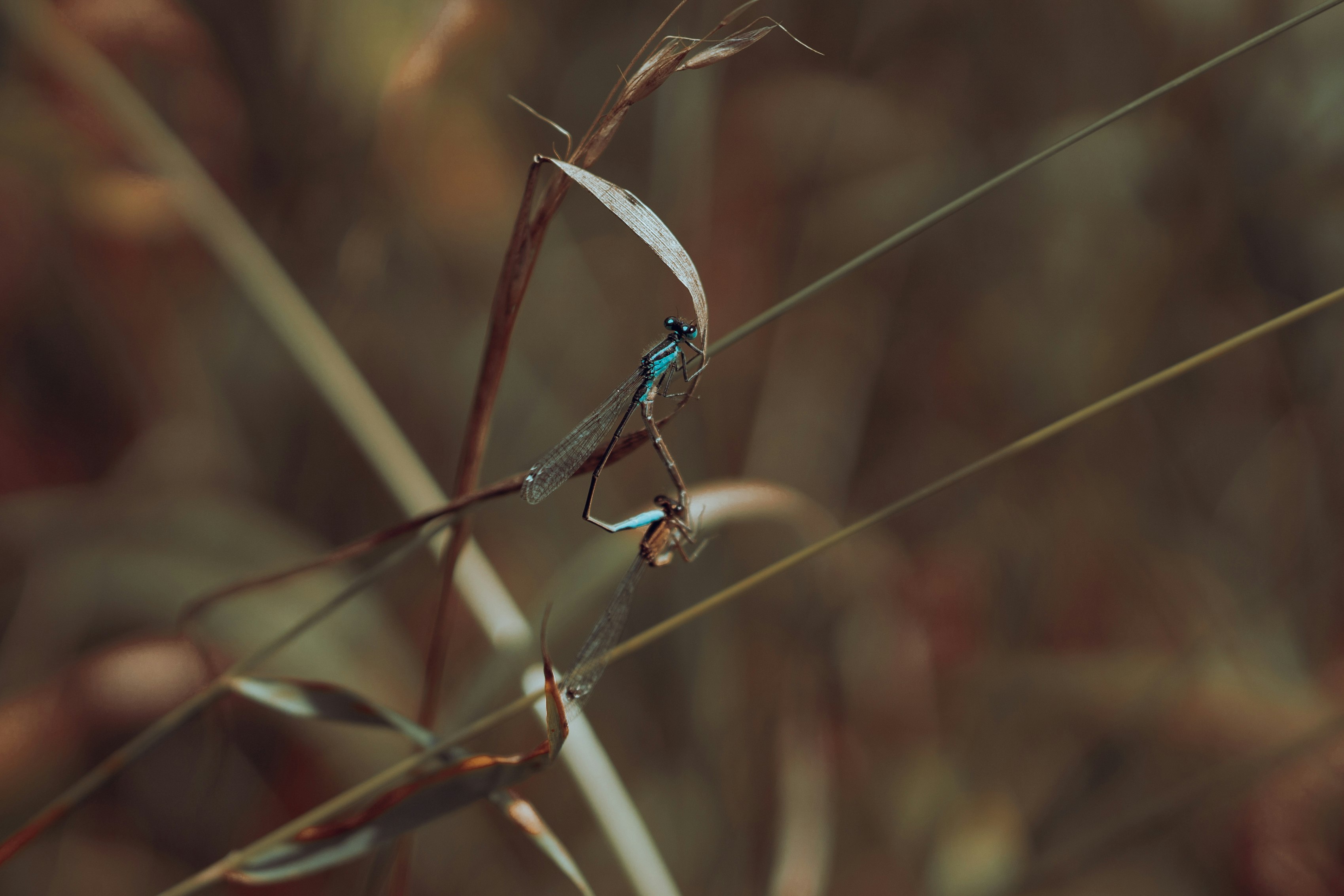 water dew on green plant